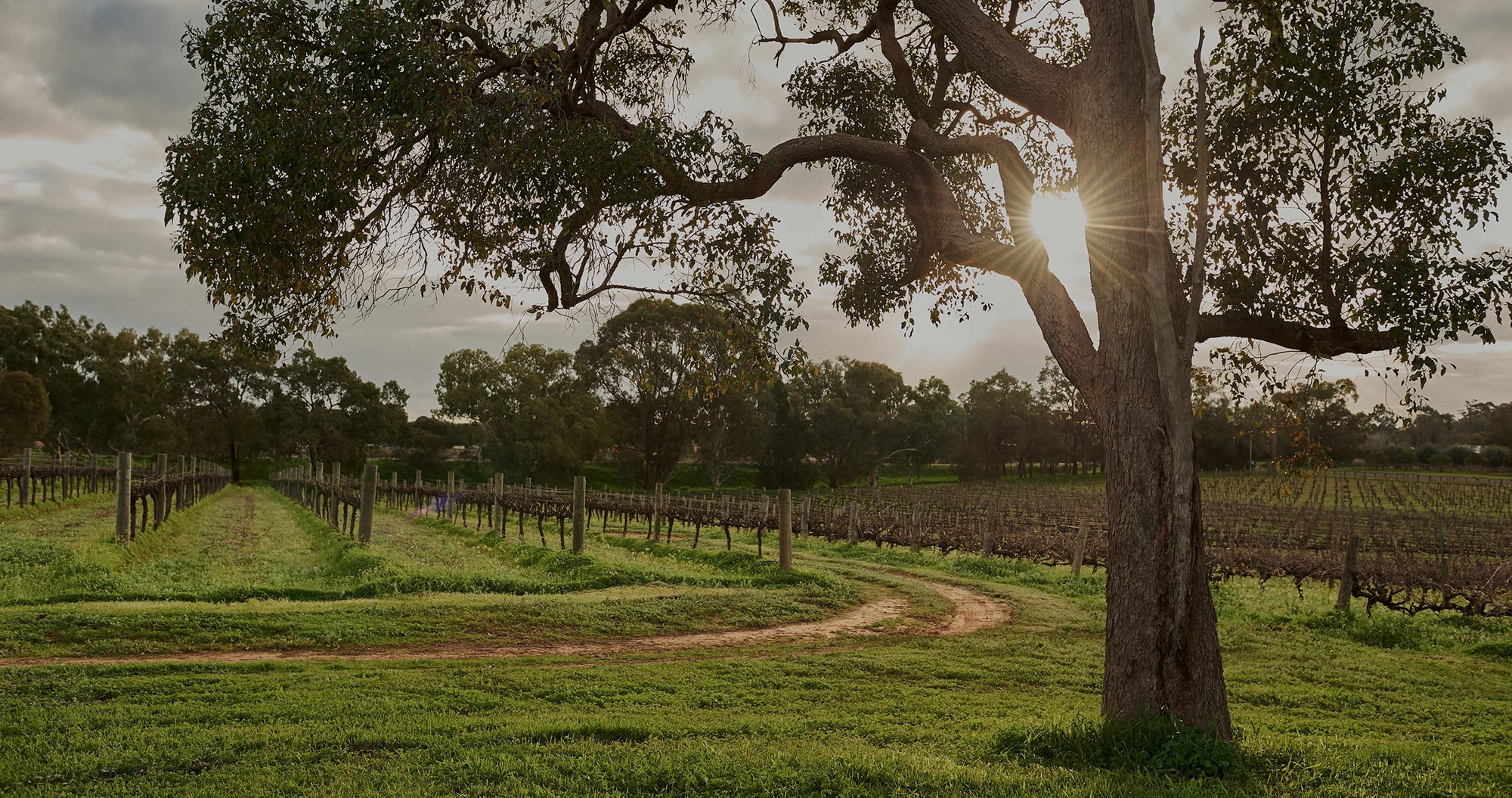 Corymbia 2019 Cabernet Sauvignon